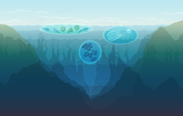 An illustration depicting the layers of the ocean by depth: sunlit, twilight, midnight, abyssal and hadal.